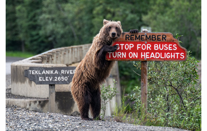 fot. Jonathan Irish, Drive Safe, Comedy Wildlife Photography Awards 2018