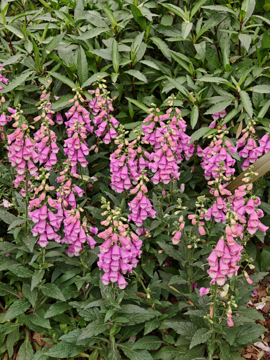 1/100 s, f/2.2, ISO 64, 20.1 mm