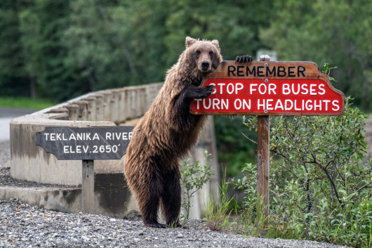 fot. Jonathan Irish, Drive Safe, Comedy Wildlife Photography Awards 2018
