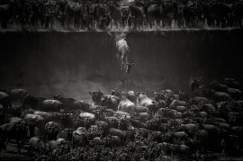 fot. Nicole Cambre, "Leap of Faith", 1. miejsce w kategorii Nature & Wildlife