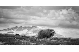 fot. Eugene Kitsios, "Musk ox", 3. miejsce w kategorii Nature & Wildlife