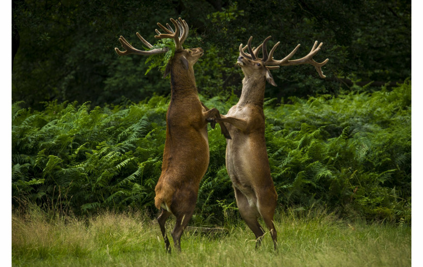 fot. Bartek Olszewki, Danding Deer, Comedy Wildlife Photography Awards 2018
