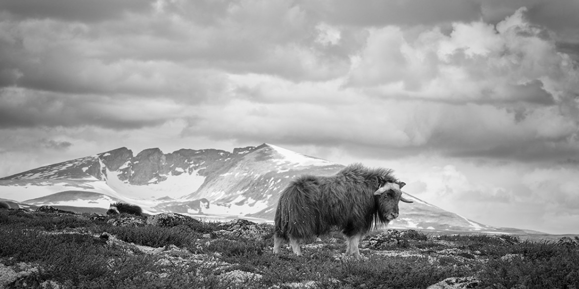 fot. Eugene Kitsios, "Musk ox", 3. miejsce w kategorii Nature & Wildlife