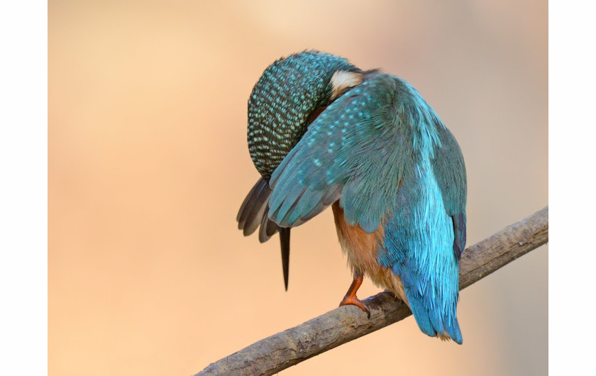 fot. Antonio Medina, Ashamed, Comedy Wildlife Photography Awards 2018