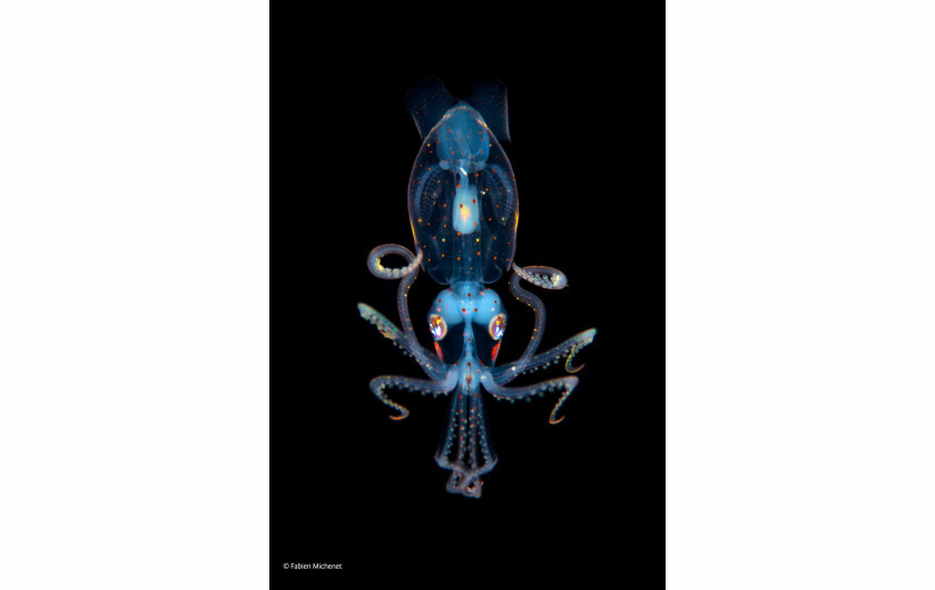 Finalista kategorii “Underwater Species”: Fabien Michenet, Francja