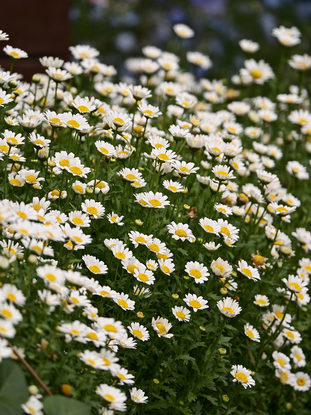 1/336 s, f/2.2, ISO 50, 20.1 mm