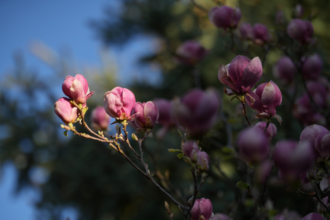 1/2500 s, f/1.8, ISO 100, 135.0 mm