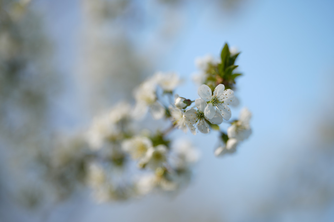 1/1600 s, f/1.4, ISO 50, 135.0 mm