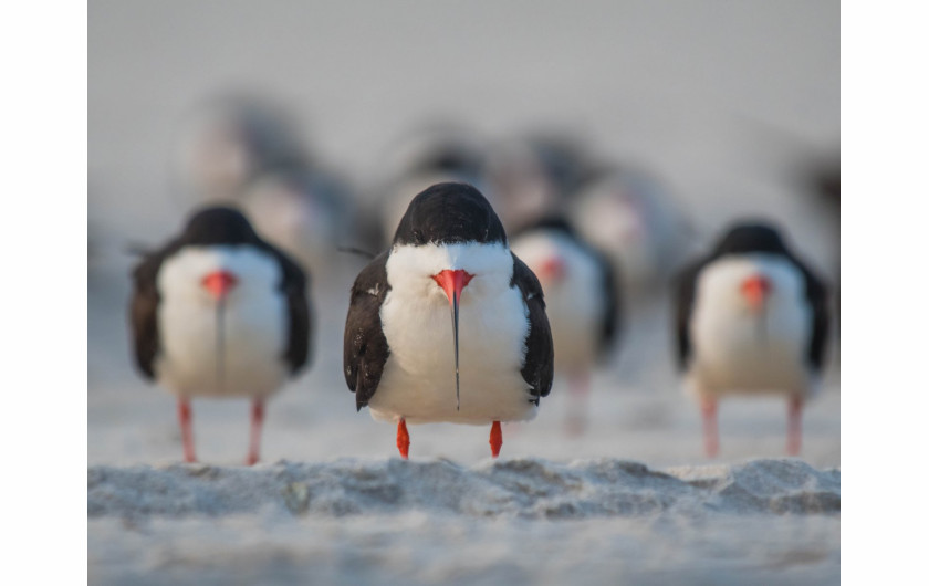 fot. Ke Quiang Ruan, The Black Skimmer Gang, Comedy Wildlife Photography Awards 2018