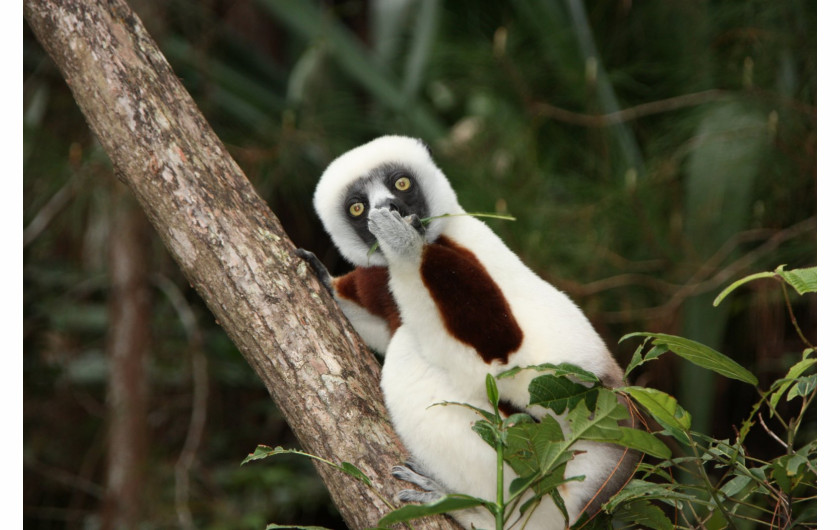 fot. Jakob Stecker, Astonished Lemur, Comedy Wildlife Photography Awards 2018