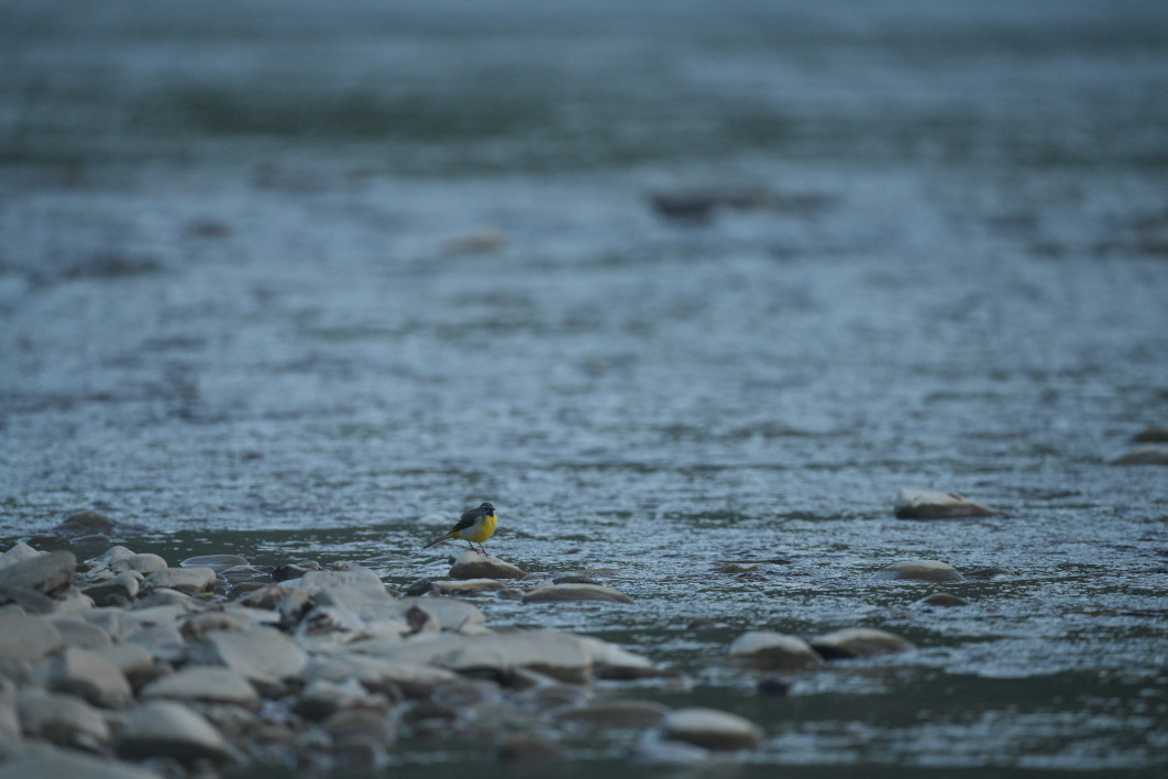 1/800 s, f/5.6, ISO 1600, 500.0 mm