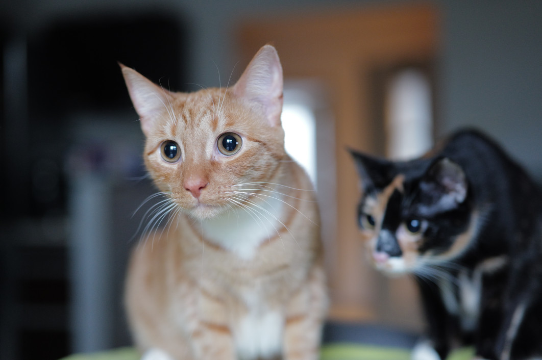 1/100 s, f/2, ISO 3200, 50.0 mm