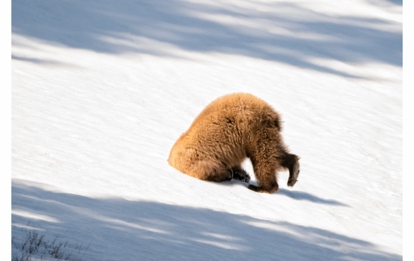 fot. Petty Bauchman, The people are back, Comedy Wildlife Photography Awards 2018
