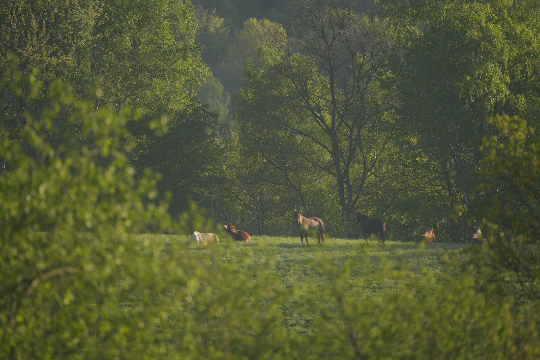 1/1000 s, f/5.6, ISO 500, 500.0 mm