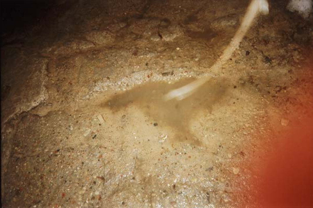 "Białozielone Niebo" dziewczyn z V B