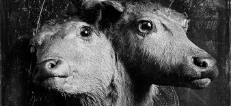 Jak wygląda lęk? - wystawa Autorskiego Laboratorium Fotografii we Wrocławiu
