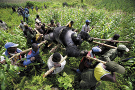 I nagroda w kategorii ''Problemy współczesności - pojedyncze zdjęcie''. Fot. Brent Stirton, Afryka Południowa, reportaż Getty Images dla Newsweeka. Usuwanie zwłok goryla górskiego z Parku Narodowego Virunga, wschodnie Kongo.