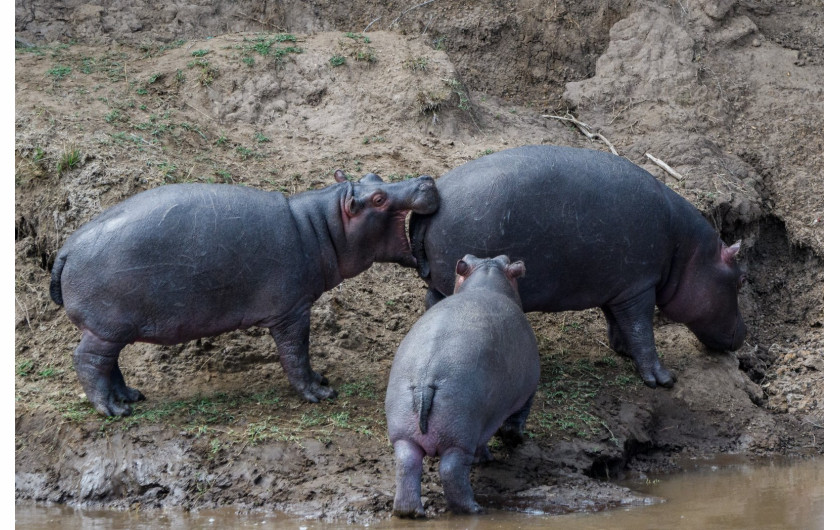 fot. Michael Lane, Should Have Gone to Specsavers, Comedy Wildlife Photography Awards 2018