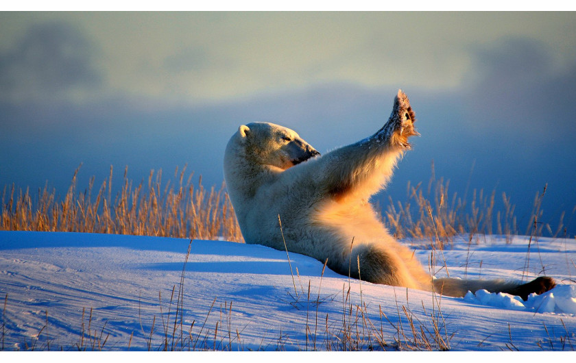 fot. Qiusheng Hu, A farewell, Comedy Wildlife Photography Awards 2018