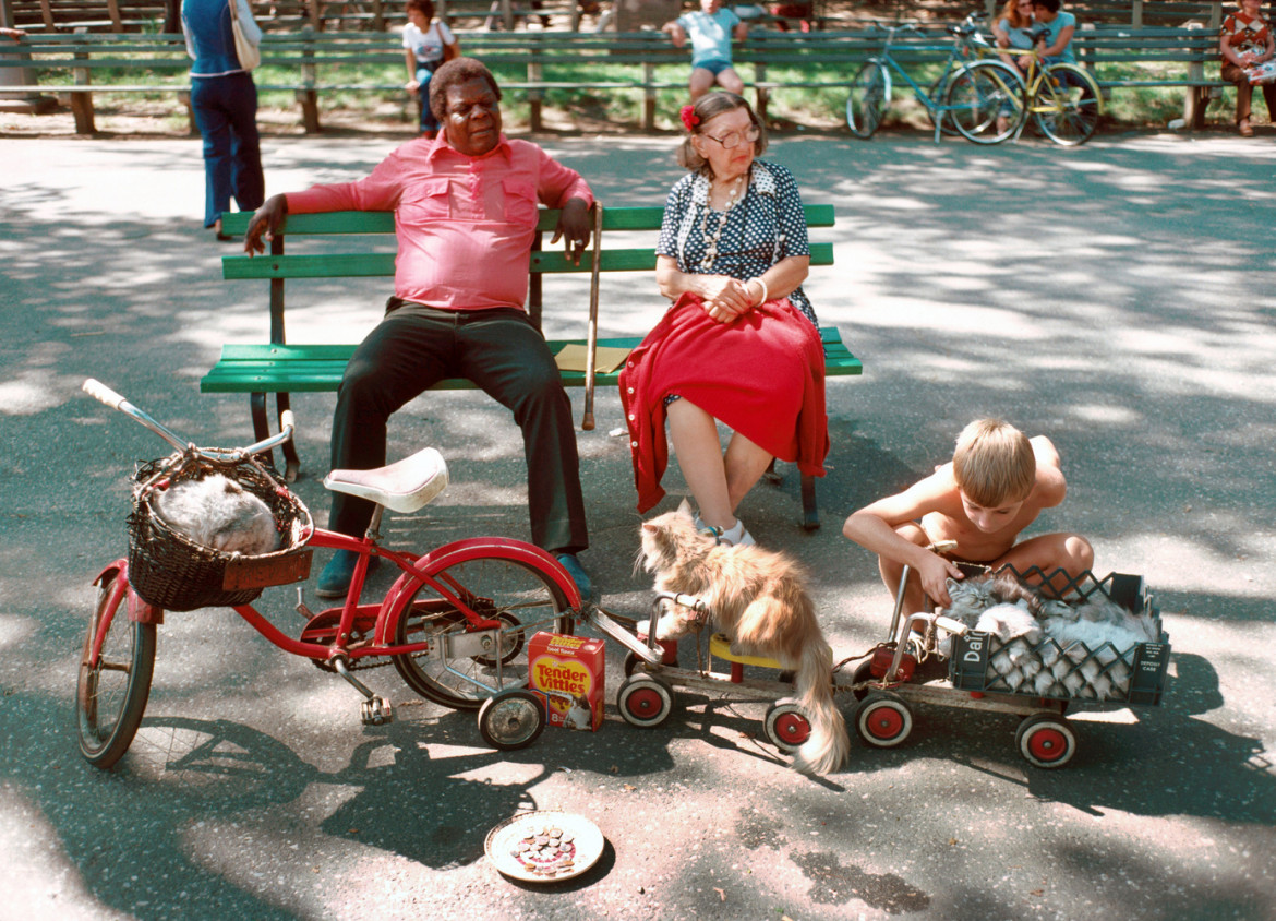 fot. D. Gorton, "Cats on Parade", Central Park / NYC Park Photo Archive