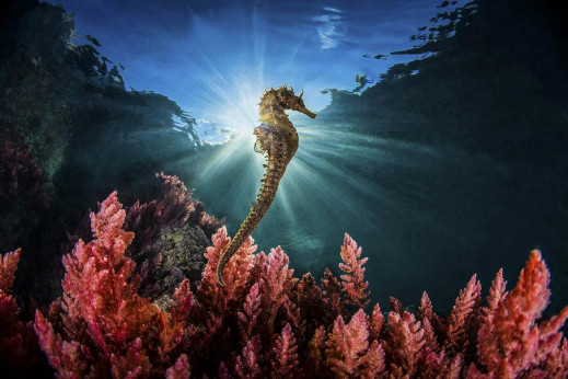 GDT European Wildlife Photographer of the Year 2019 już czeka na Wasze zgłoszenia