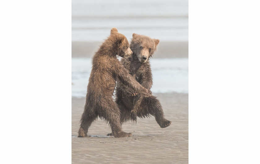 fot. Michael Watts, Tango, Comedy Wildlife Photography Awards 2018