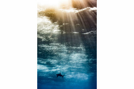  Horacio Martinez - Up and coming Underwater Photographer of the Year 2017 i zwycięzca w kategorii "Up & Coming"