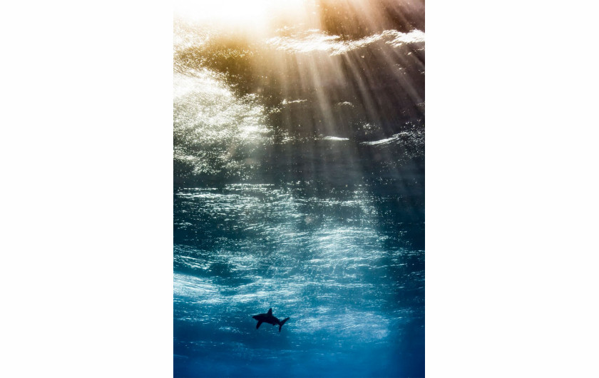  Horacio Martinez - Up and coming Underwater Photographer of the Year 2017 i zwycięzca w kategorii Up & Coming