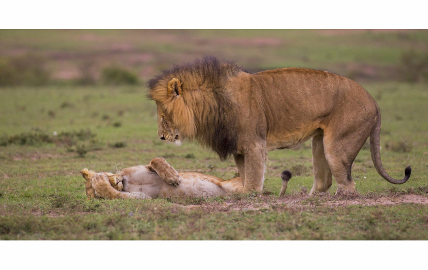 fot. Maureen Toft, Have a Headache, Comedy Wildlife Photography Awards 2018