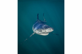 fot. Tanya Houpermans, "Smiling Blue Shark", zwycięzca w kategorii "Under the Sea Award"