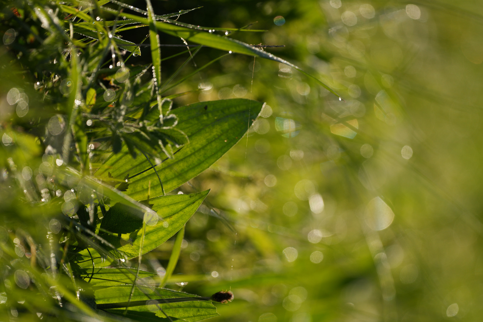 1/1000 s, f/5.6, ISO 200, 500.0 mm