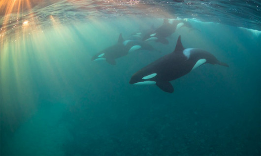 Nicholai Georgiou - Most Promising British Underwater Photographer of the Year 2017