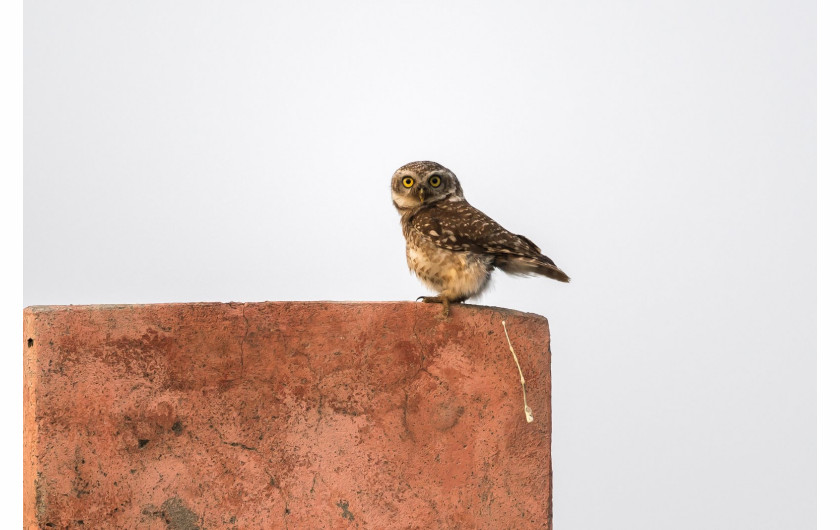 fot. Arshdeep Singh, zwycięzca w kategorii Junior Comedy Wildlife Photography Awards 2018 