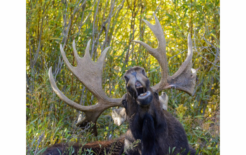 fot. Mary Hone, The Singing Moose, Comedy Wildlife Photography Awards 2018