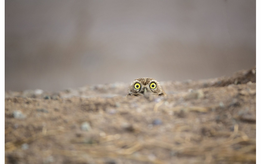 fot. Shane Keena, Peek-a-boo“, zwycięzca w kategorii Spectrum Photo Creatures of the Air Award Comedy Wildlife Photography Awards 2018