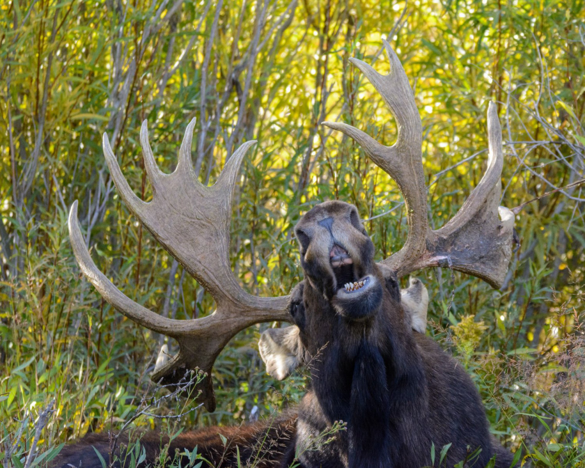 fot. Mary Hone, "The Singing Moose", Comedy Wildlife Photography Awards 2018