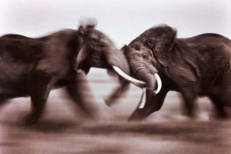 Wildlife Photographer of The Year 2005 - ostatni pokaz