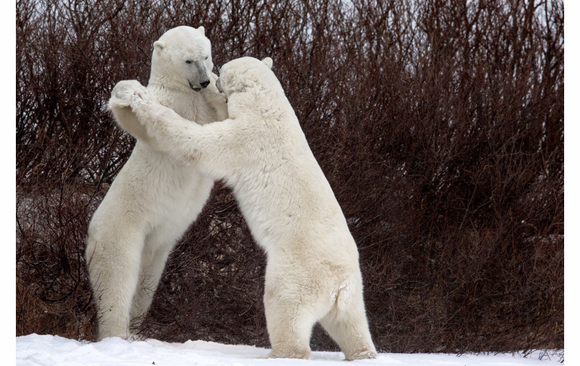 fot. Luca Venturi, Dances with Bears, Comedy Wildlife Photography Awards 2018