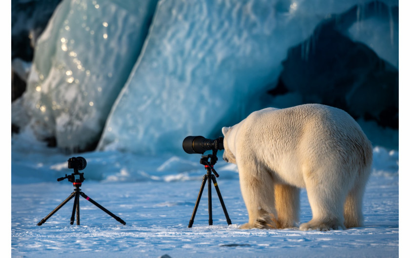 fot. Roie Galitz, Wildlife PhotograBear“, wyróżnienie Comedy Wildlife Photography Awards 2018