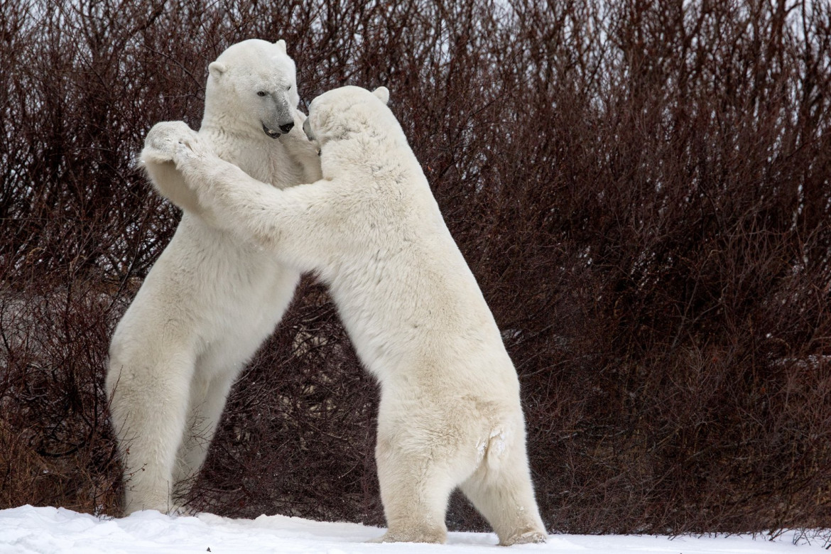 fot. Luca Venturi, "Dances with Bears", Comedy Wildlife Photography Awards 2018
