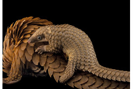 © JOEL SARTORE | www.nationalgeographic.com