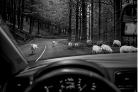 fot. Witold Ziomek, "Sheep", 3. miejsce w kategorii Travel