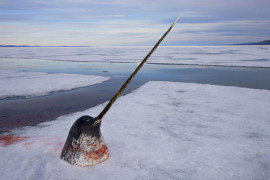II nagroda w kategorii ''Natura - seria''. Fot. Paul Nicklen, Kanada, National Geographic Magazine. Arktyczna kość słoniowa - polowanie na Narwala. Nunavut, Kanada.