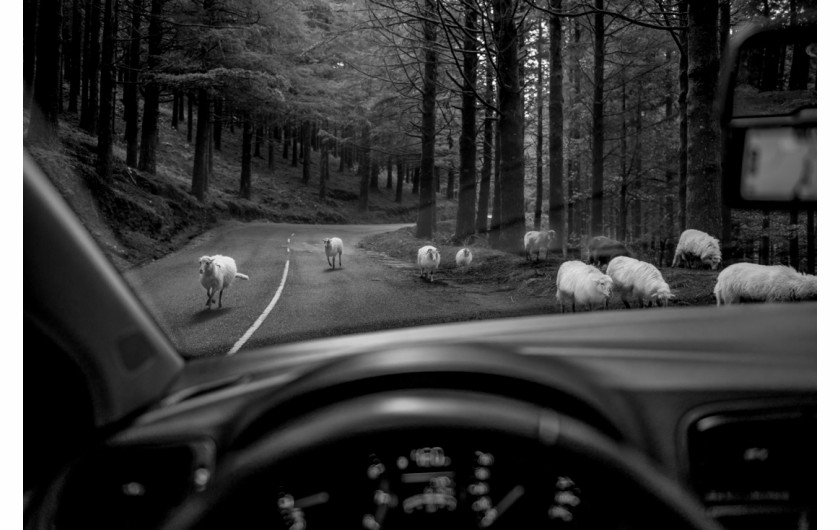 fot. Witold Ziomek, Sheep, 3. miejsce w kategorii Travel