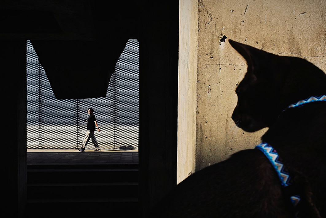 Fot. Yajun Hu, "A Gazing Cat", 1. miejsce w kat. Street Photography / Mobile Photography Awards 2025 
