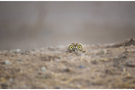 fot. Shane Keena, "Peek a boo", Comedy Wildlife Photography Awards 2018