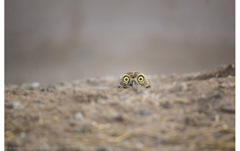 fot. Shane Keena, Peek a boo, Comedy Wildlife Photography Awards 2018