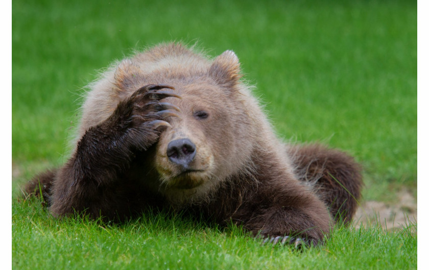 fot. Danielle D’Ermo, Coastal Brown Bear Cub with a Headache“, wyróżnienie Comedy Wildlife Photography Awards 2018