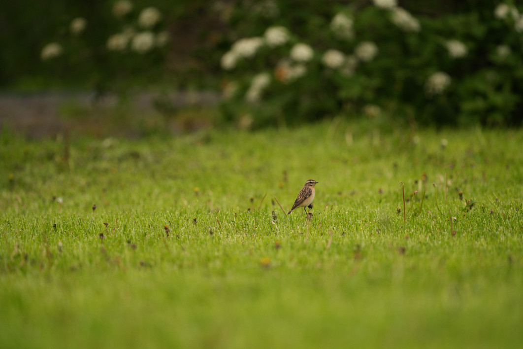 1/800 s, f/5.6, ISO 800, 500.0 mm