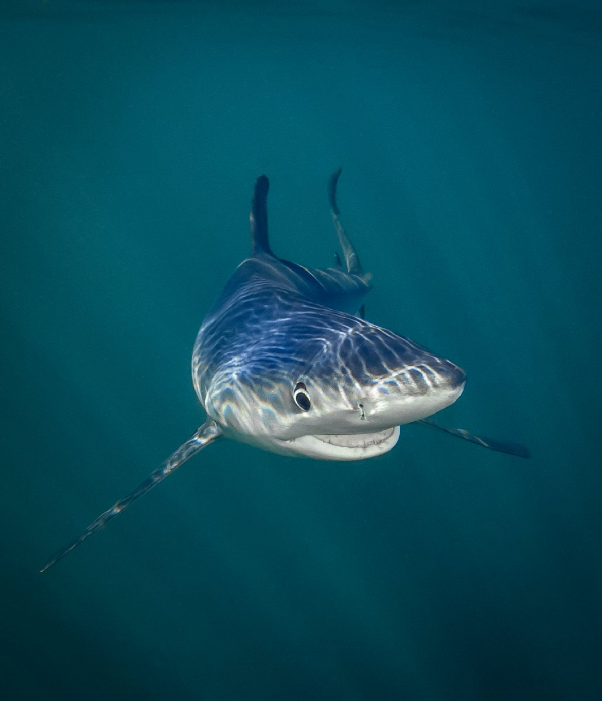 fot. Tanya Houpermans, "Smiling Blue Shark", Comedy Wildlife Photography Awards 2018